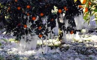 Ο πάγος καταστρέφει τις καλλιέργειες